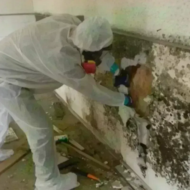 Mold Remediation and Removal in Orono, MN